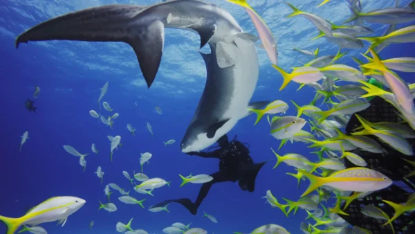 GoPro - HERO11 Black Mini Dive Housing