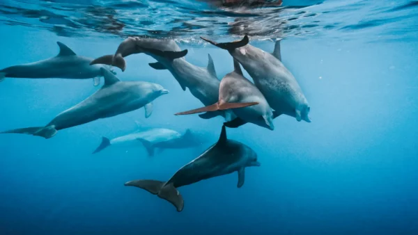 GoPro Floaty (Hero11 Mini)